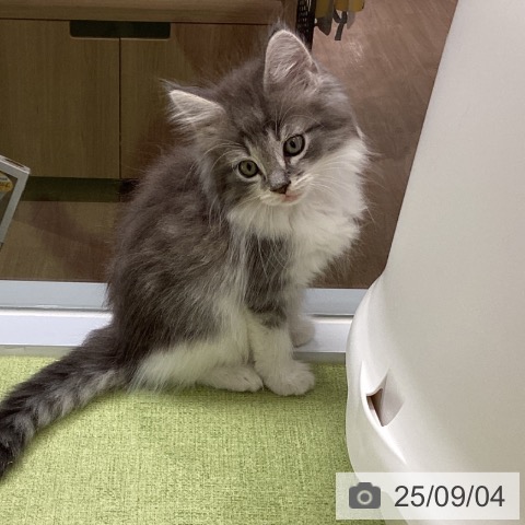 ノルウェージャンフォレストキャットの写真