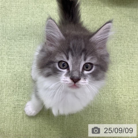 ノルウェージャンフォレストキャットの写真