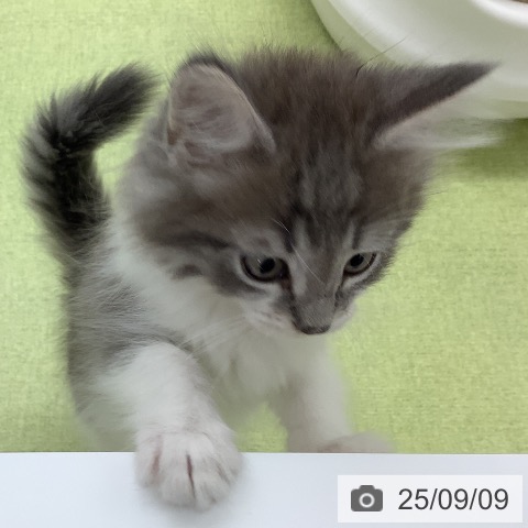 ノルウェージャンフォレストキャットの写真