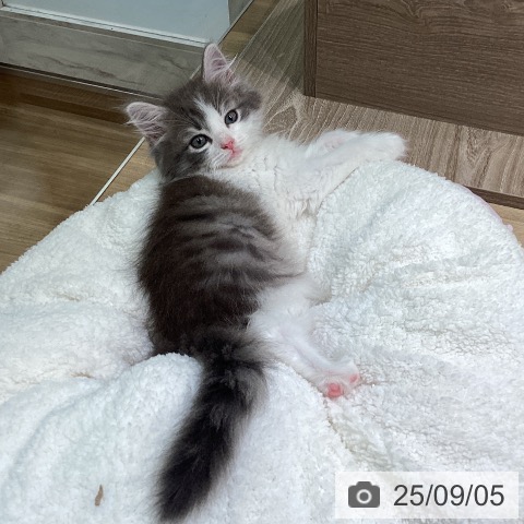 ノルウェージャンフォレストキャットの写真