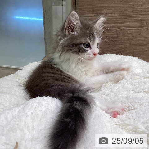 ノルウェージャンフォレストキャットの写真