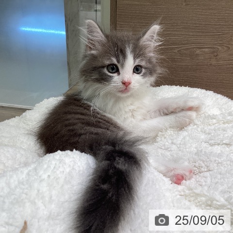 ノルウェージャンフォレストキャットの写真
