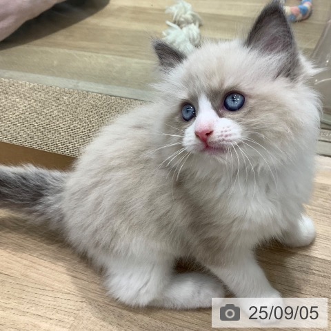 ラグドールの写真