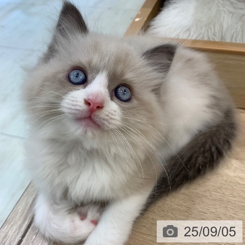 ラグドールの写真