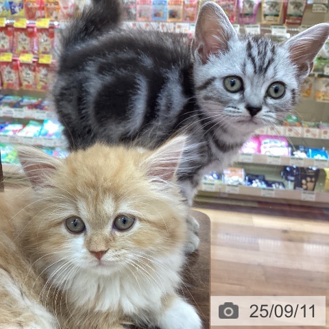 アメリカンショートヘアの写真