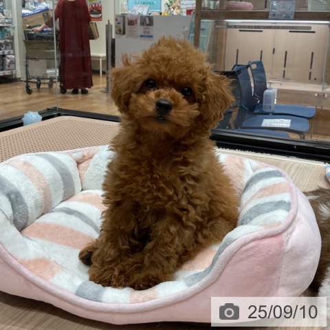 トイ・プードルの写真