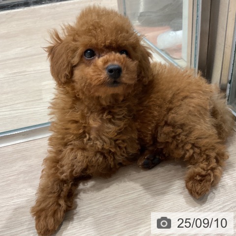 トイ・プードルの写真