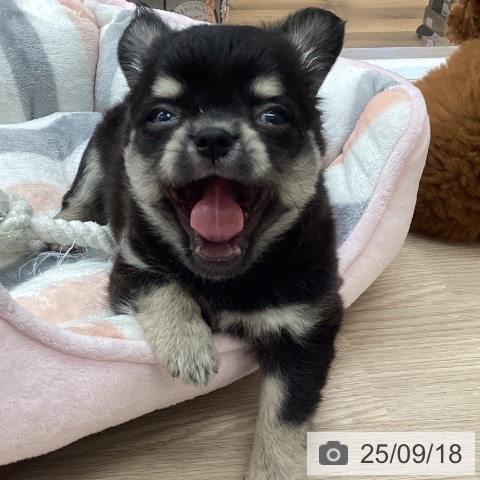チワワの写真