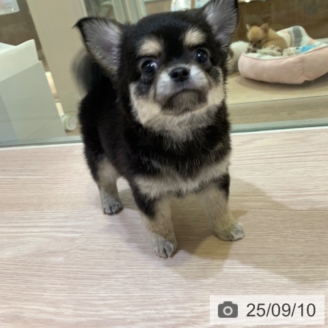 チワワの写真