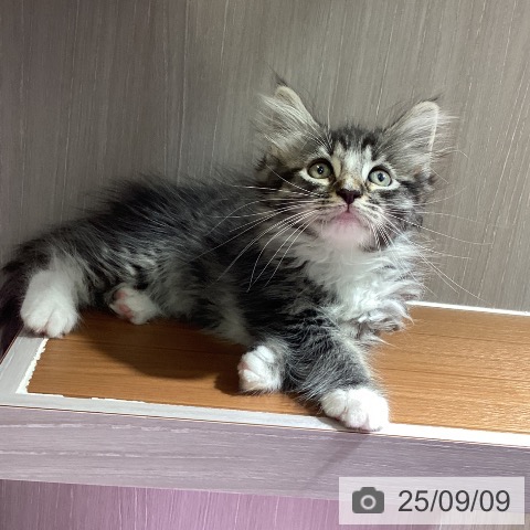 ノルウェージャンフォレストキャットの写真