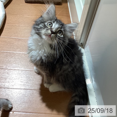 ノルウェージャンフォレストキャットの写真