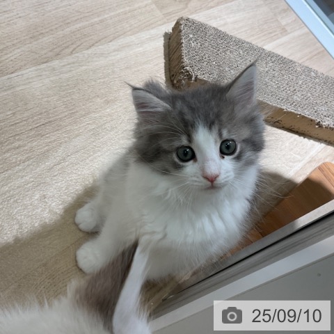 ノルウェージャンフォレストキャットの写真