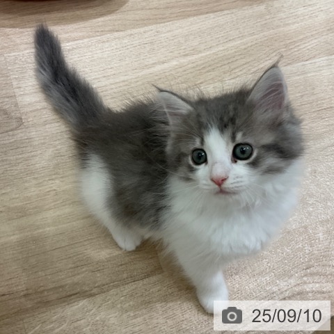 ノルウェージャンフォレストキャットの写真