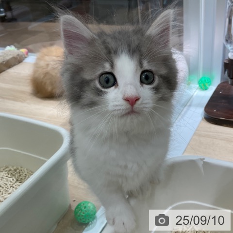 ノルウェージャンフォレストキャットの写真