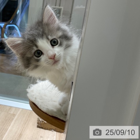 ノルウェージャンフォレストキャットの写真