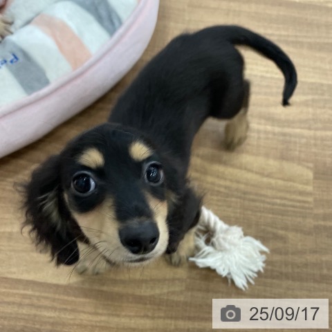 ミニチュア・ダックスフンドの写真