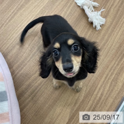 ミニチュア・ダックスフンドの写真