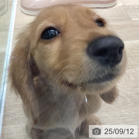ミニチュア・ダックスフンドの写真