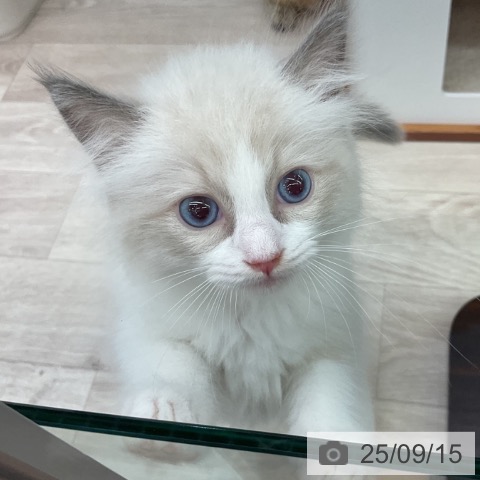 ラグドールの写真