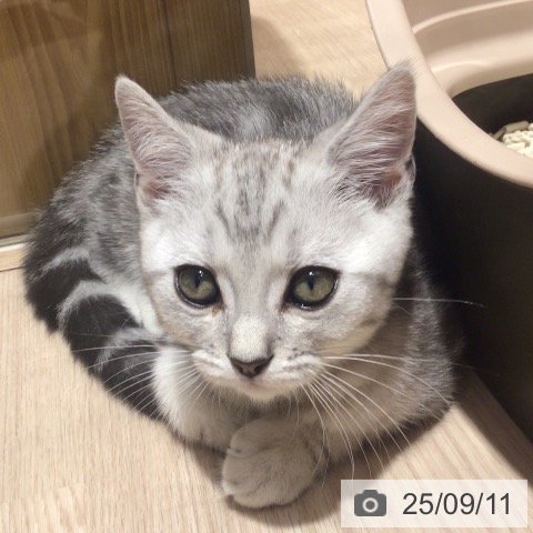マンチカンの写真