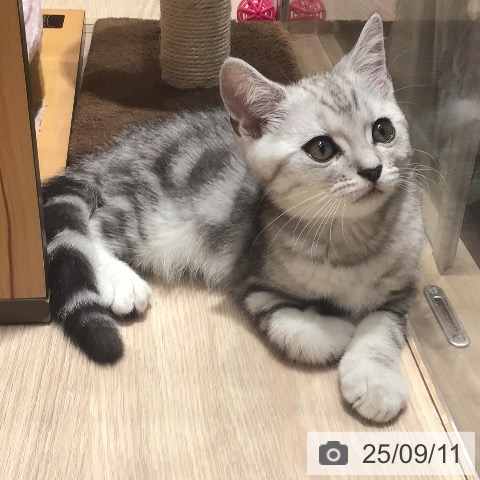 マンチカンの写真