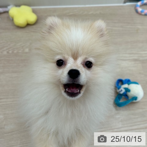 ポメラニアンの写真