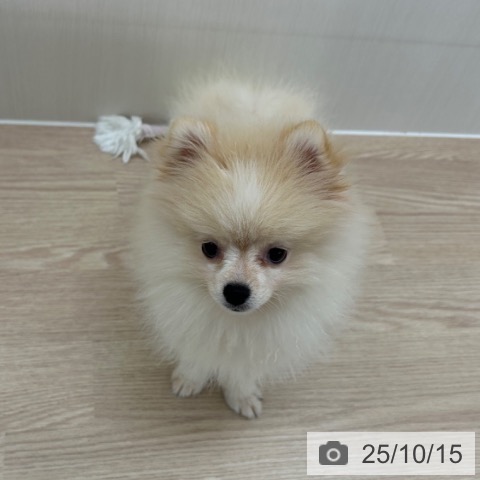 ポメラニアンの写真