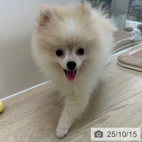 ポメラニアンの写真
