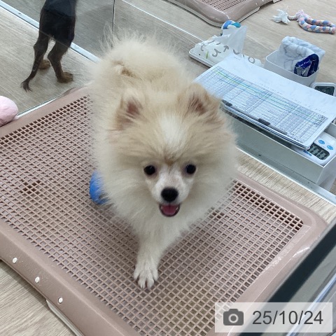 ポメラニアンの写真
