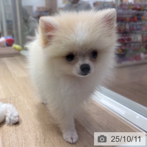 ポメラニアンの写真