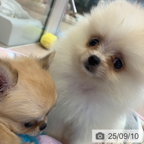 ポメラニアンの写真
