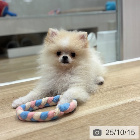 ポメラニアンの写真