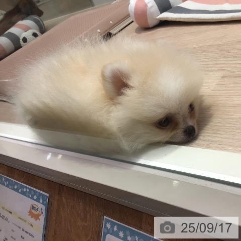 ポメラニアンの写真