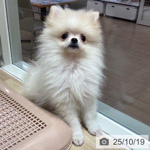 ポメラニアンの写真