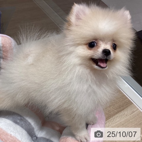ポメラニアンの写真