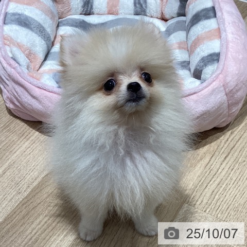 ポメラニアンの写真