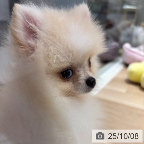 ポメラニアンの写真