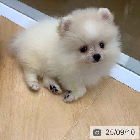 ポメラニアンの写真