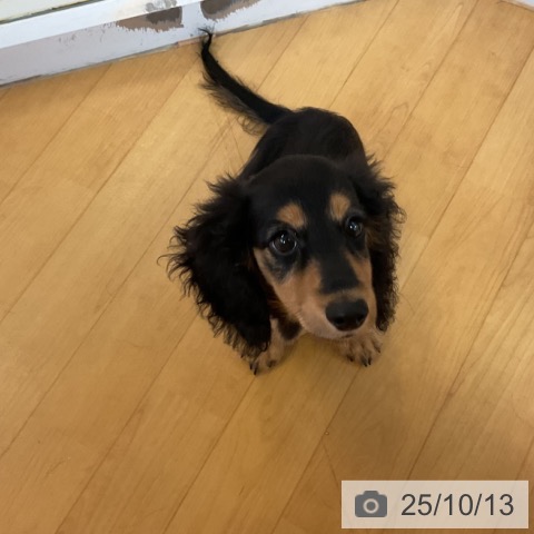 ミニチュア・ダックスフンドの写真