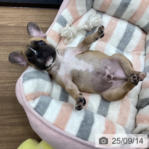 フレンチ・ブルドッグの写真