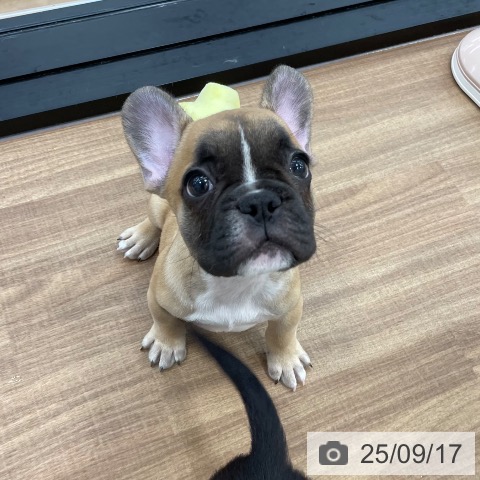 フレンチ・ブルドッグの写真