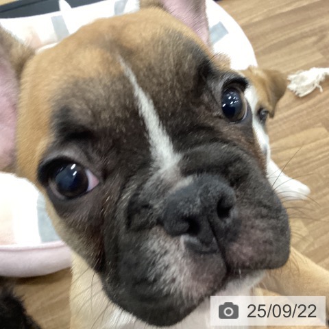 フレンチ・ブルドッグの写真