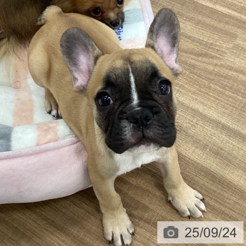 フレンチ・ブルドッグの写真