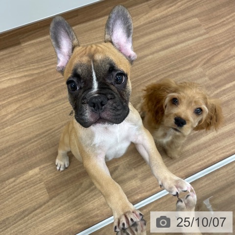 フレンチ・ブルドッグの写真