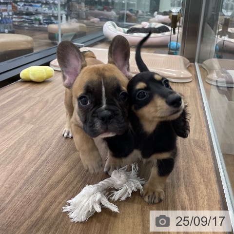 フレンチ・ブルドッグの写真