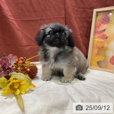 ペキニーズの写真