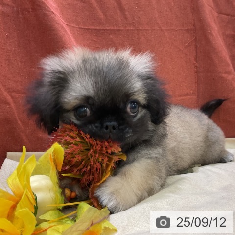 ペキニーズの写真