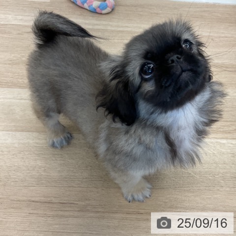 ペキニーズの写真