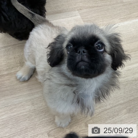 ペキニーズの写真