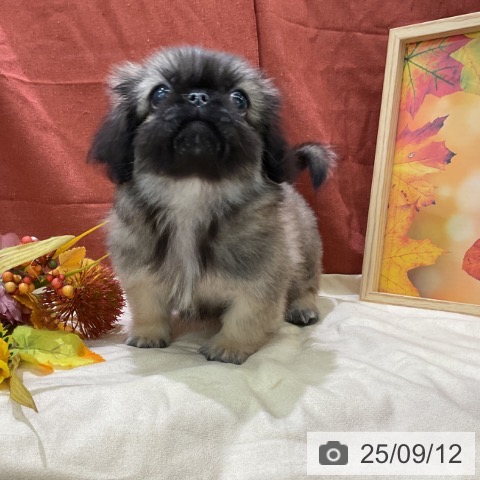 ペキニーズの写真